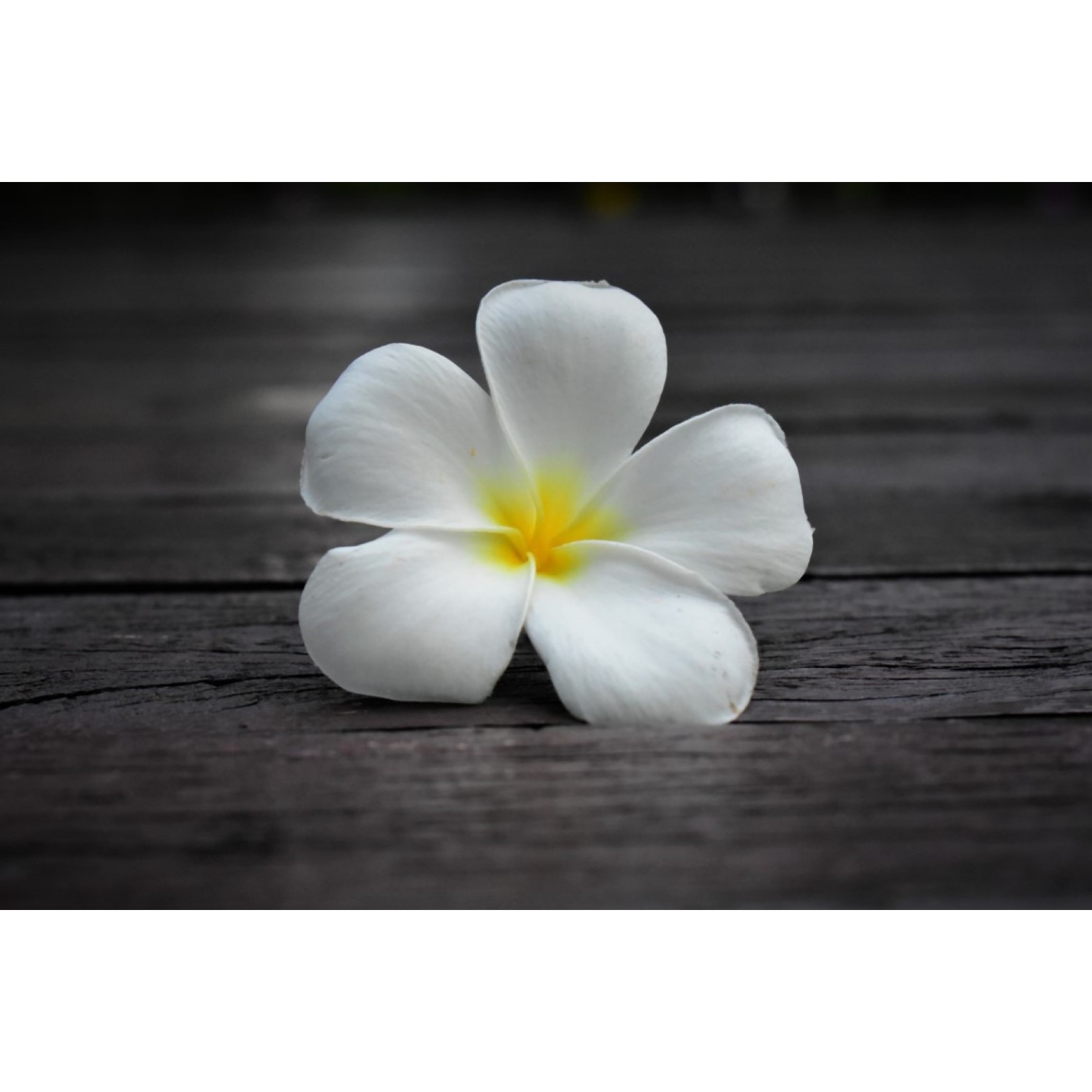 Tablou canvas Flori59, 45 x 30 cm