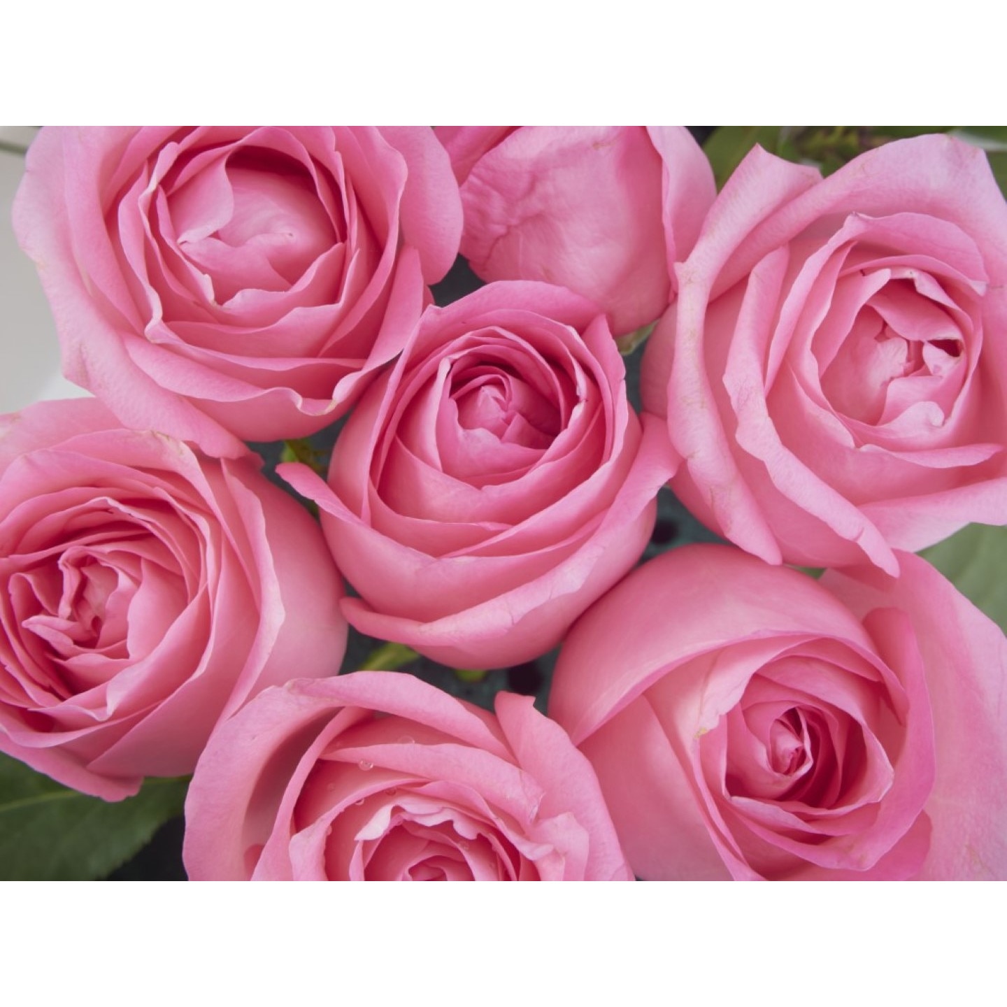 Tablou canvas Flori115, 60 x 40 cm