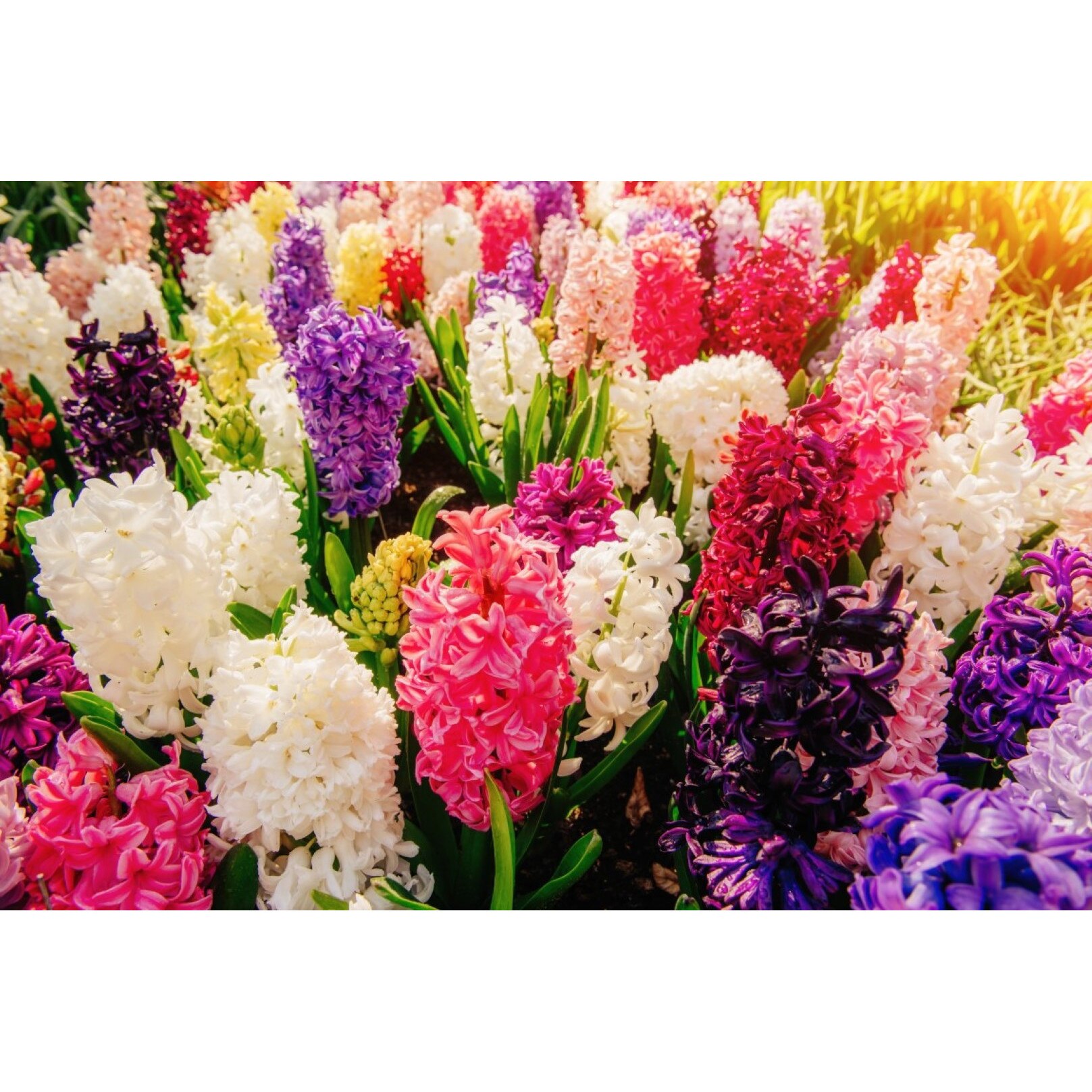 Tablou canvas Flori124, 60 x 40 cm