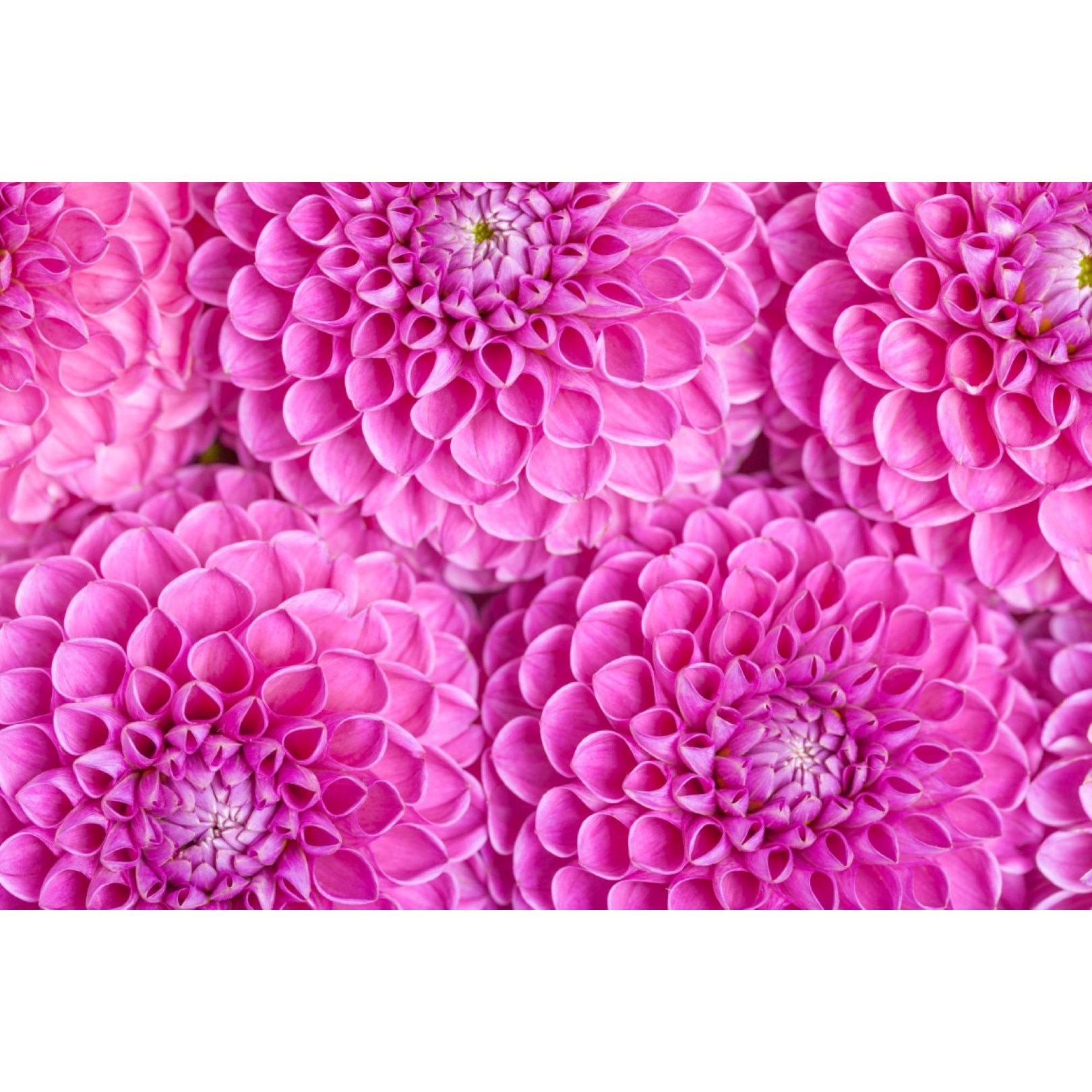 Tablou canvas Flori76, 105 x 70 cm