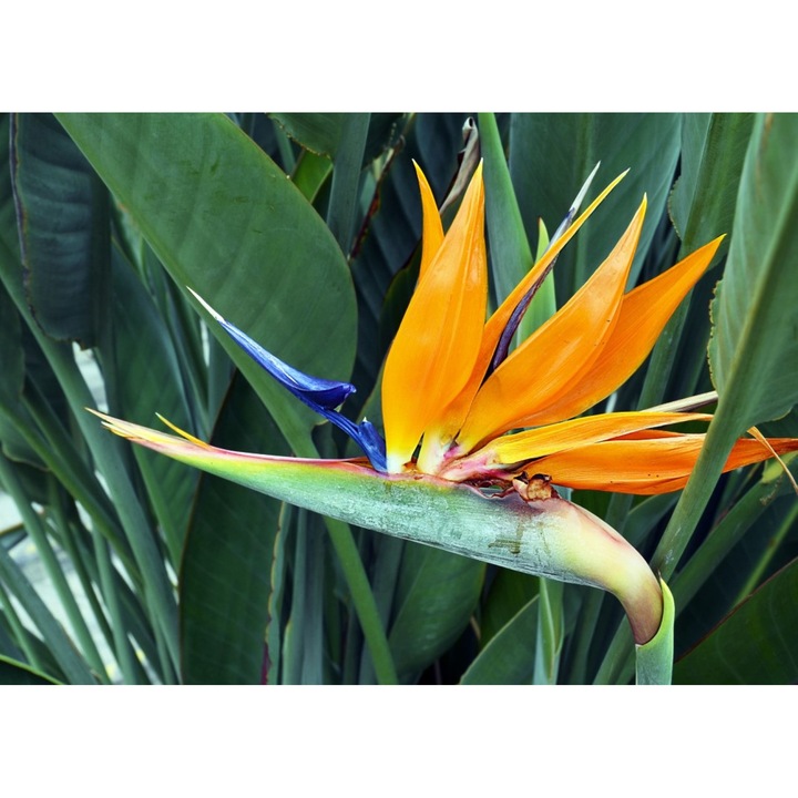 Fototapet de perete autoadeziv si lavabil Flori32, 220 x 135 cm