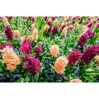 Tablou canvas Flori126, 60 x 40 cm Tablou canvas Flori126, 60 x 40 cm