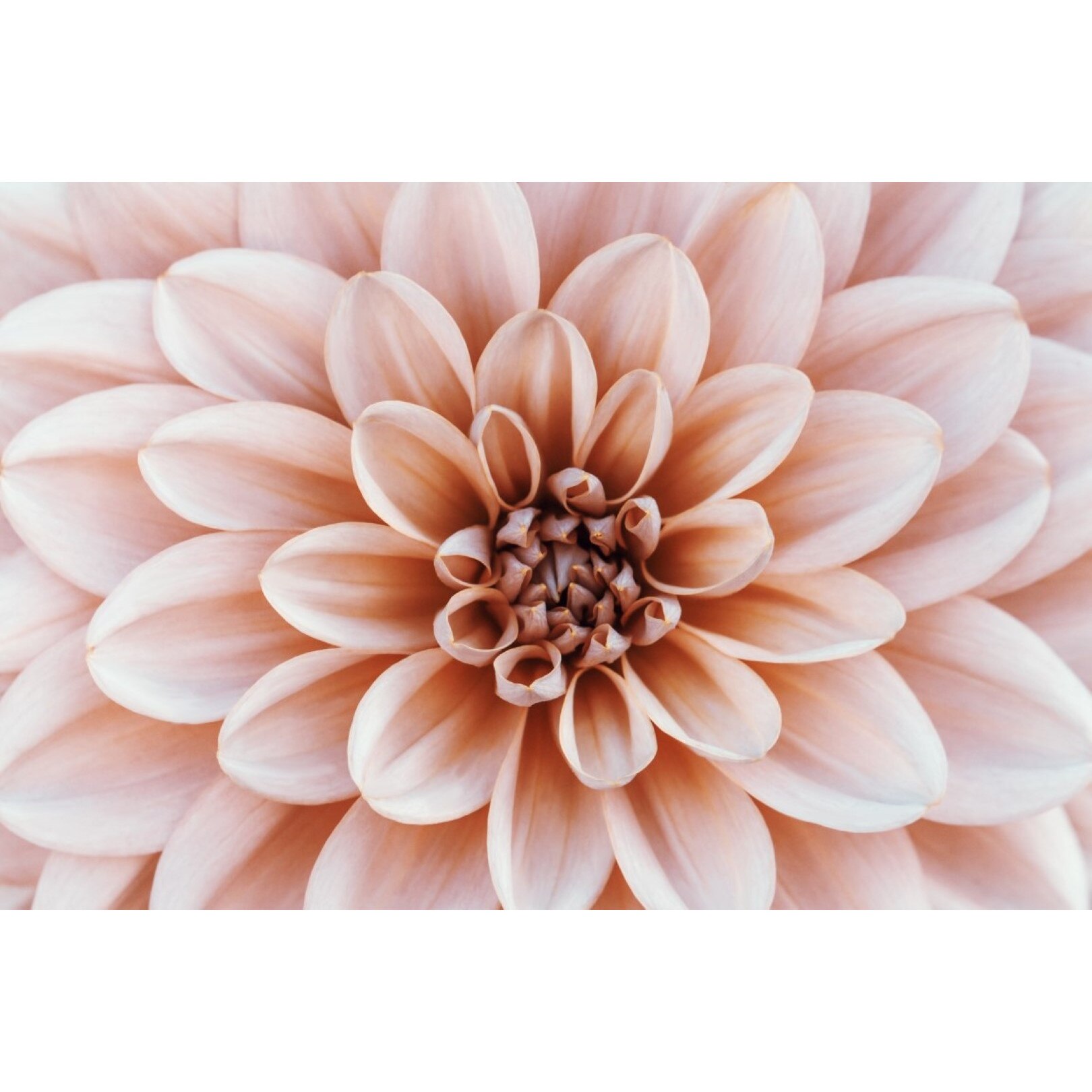 Tablou canvas Flori38, 60 x 40 cm