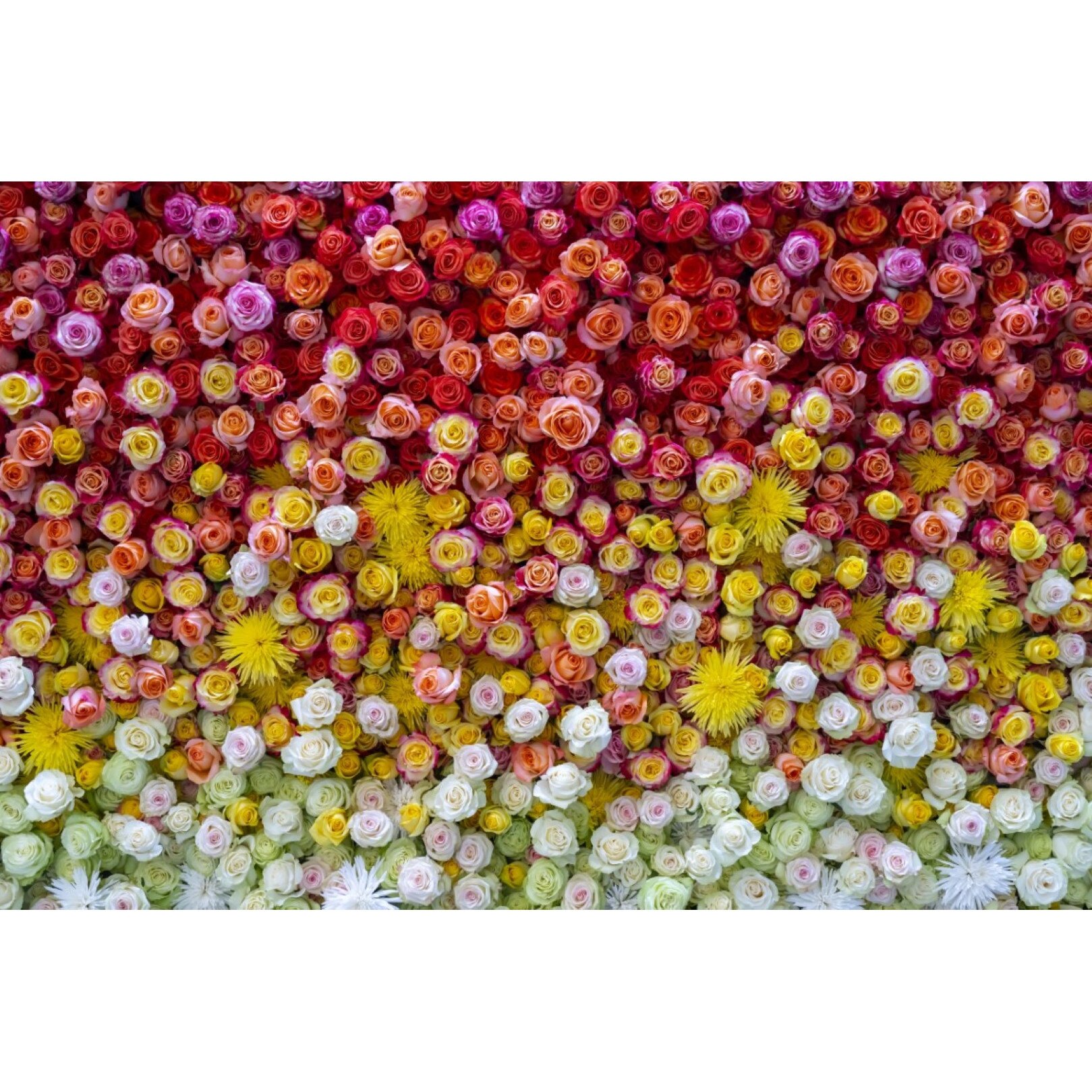 Tablou canvas Flori111, 90 x 60 cm