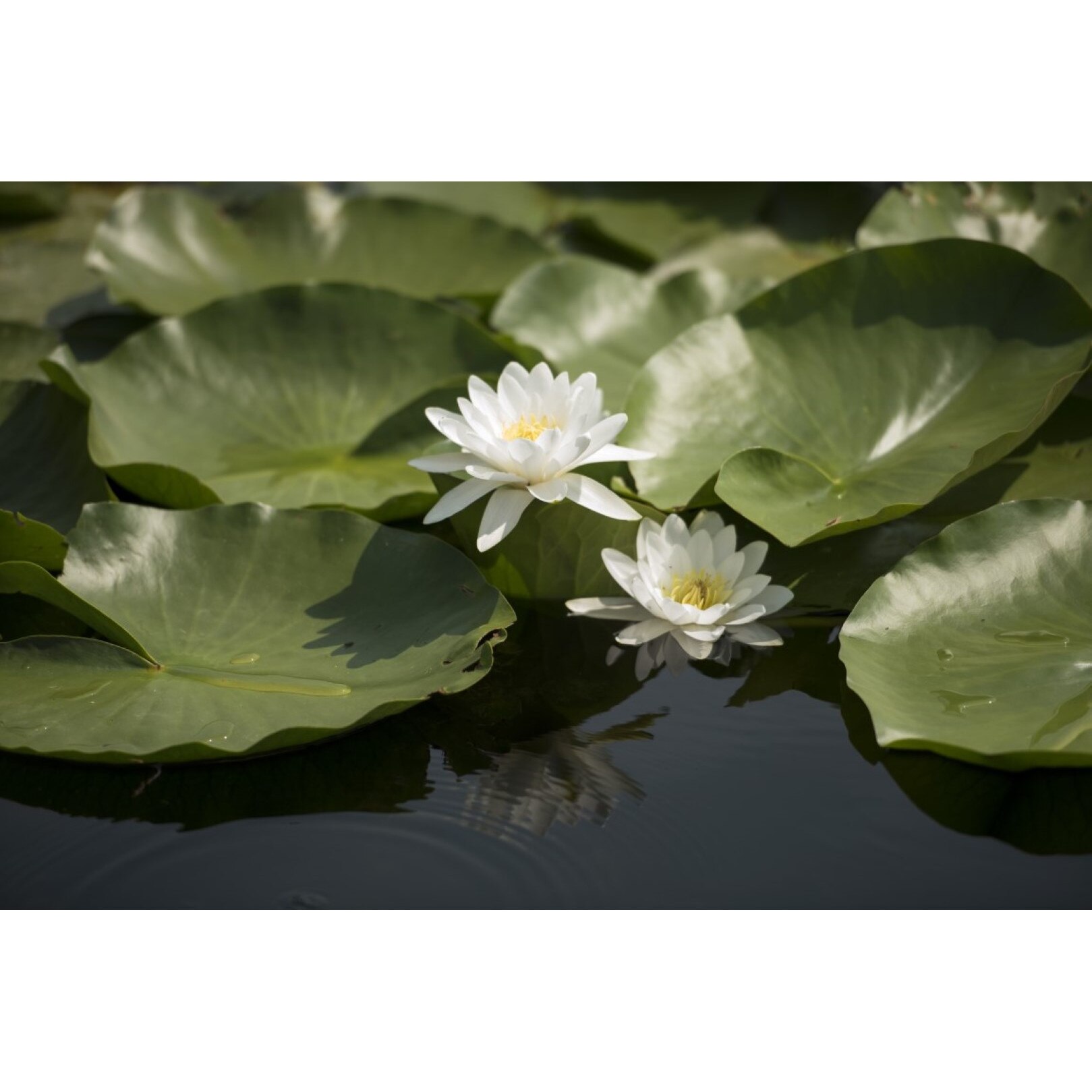 Tablou canvas Flori22, 105 x 70 cm