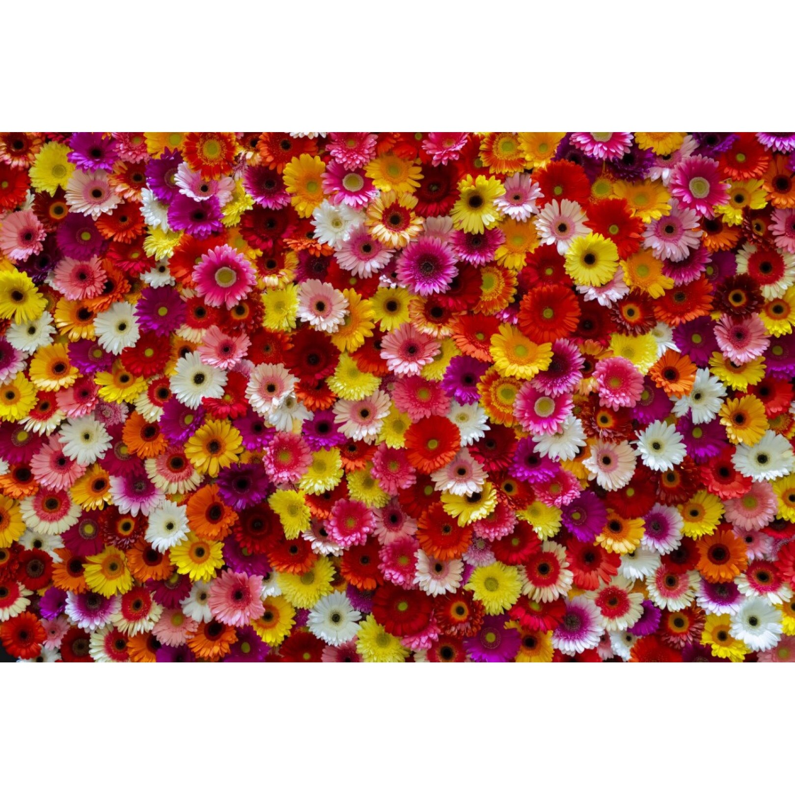 Tablou canvas Flori127, 45 x 30 cm