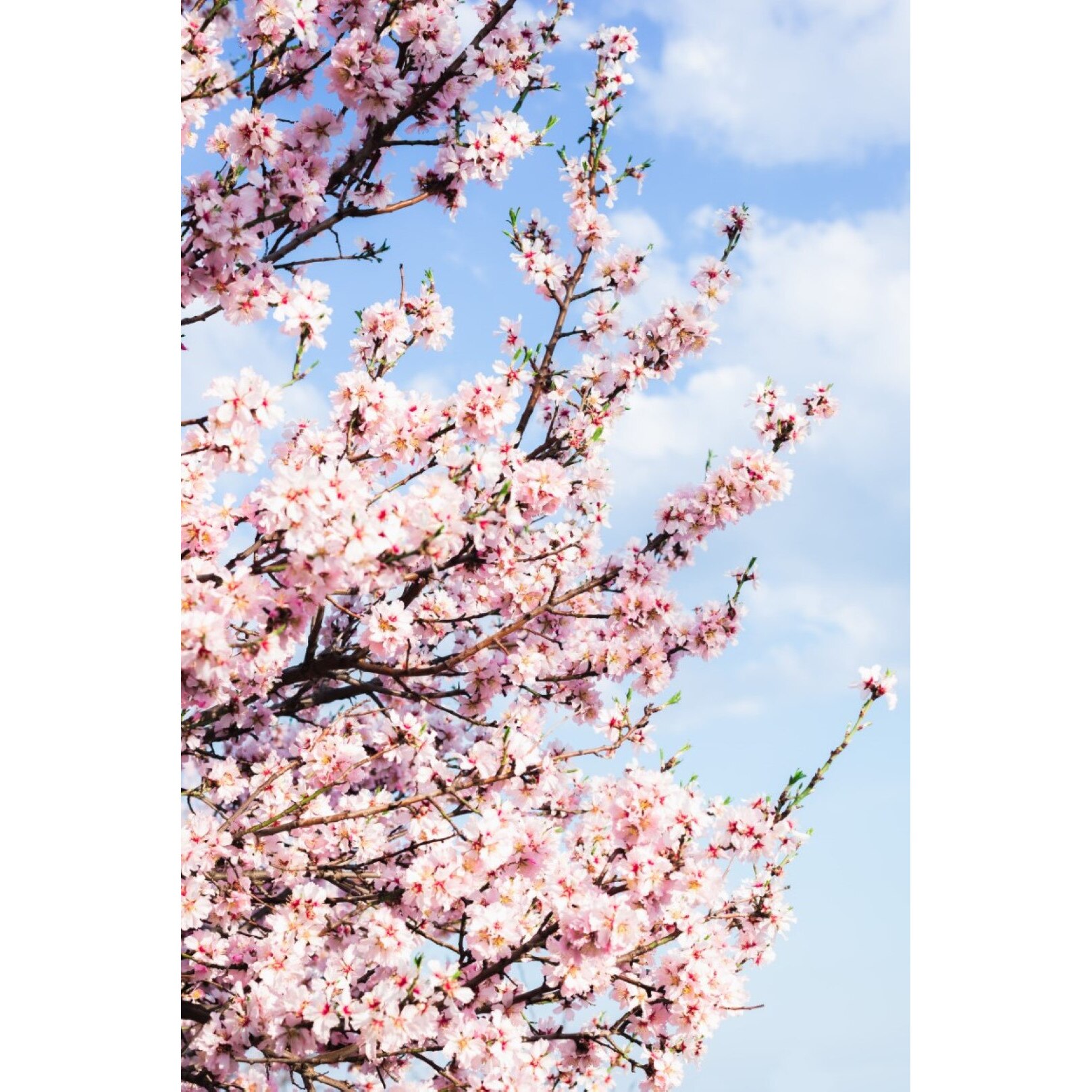 Tablou canvas Flori63, 70 x 105 cm