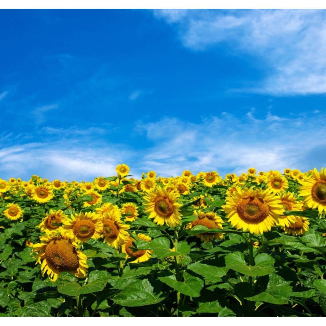 Tablou canvas Flori117, 90 x 90 cm