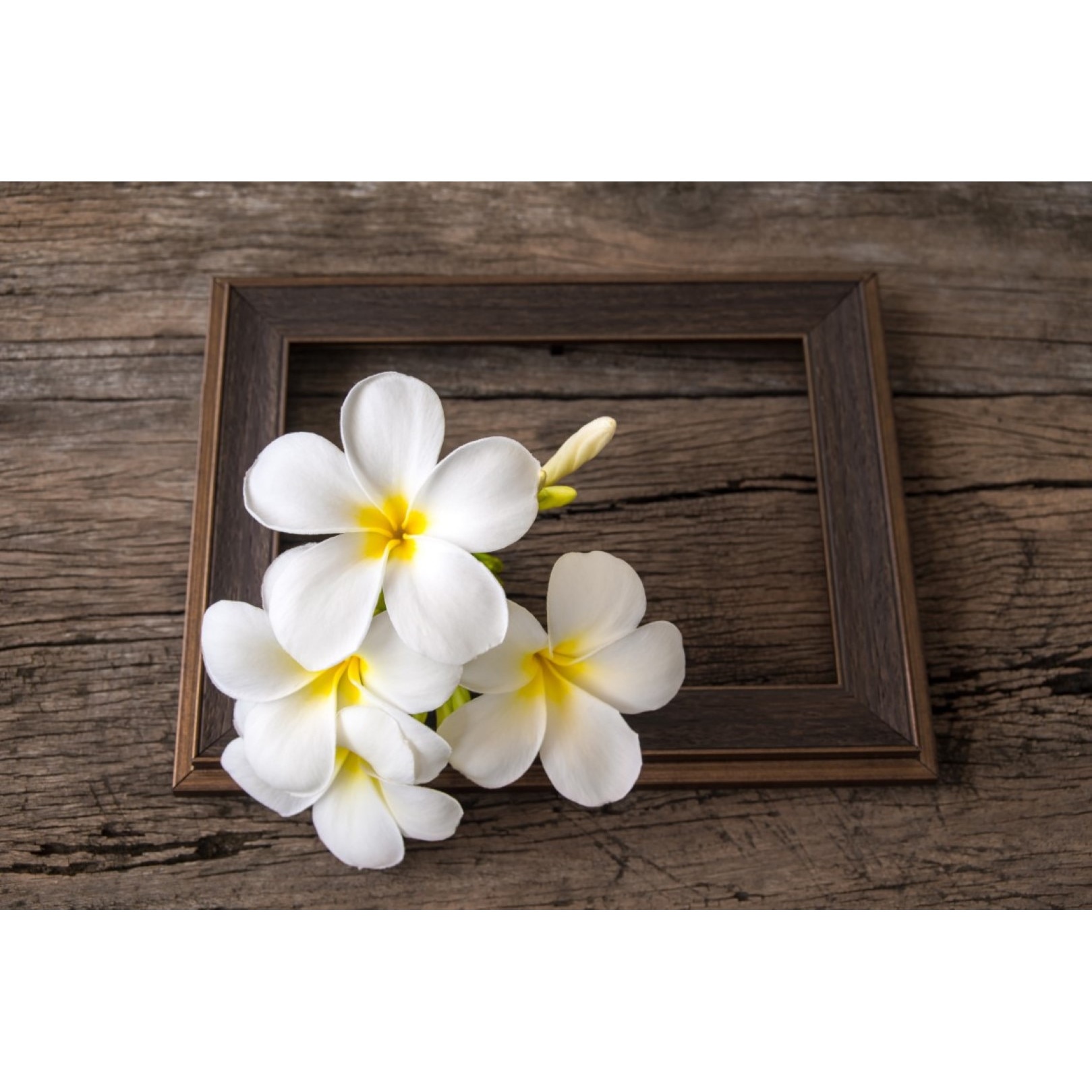 Tablou canvas Flori104, 60 x 40 cm