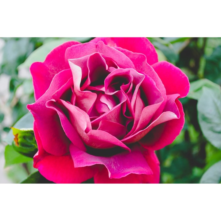 Fototapet de perete autoadeziv si lavabil Flori66, 270 x 200 cm