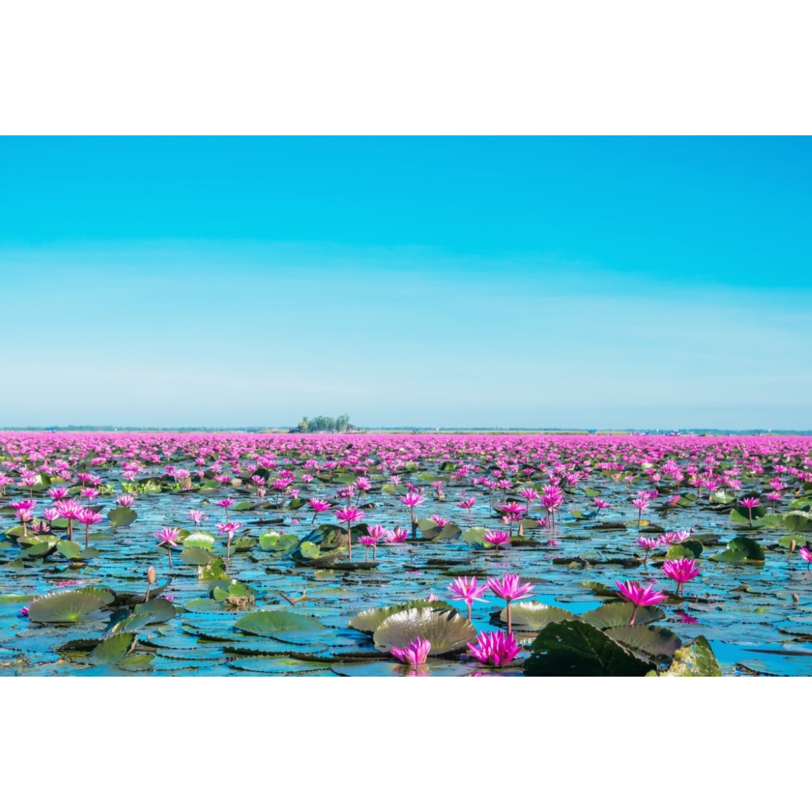 Tablou canvas Flori108, 45 x 30 cm