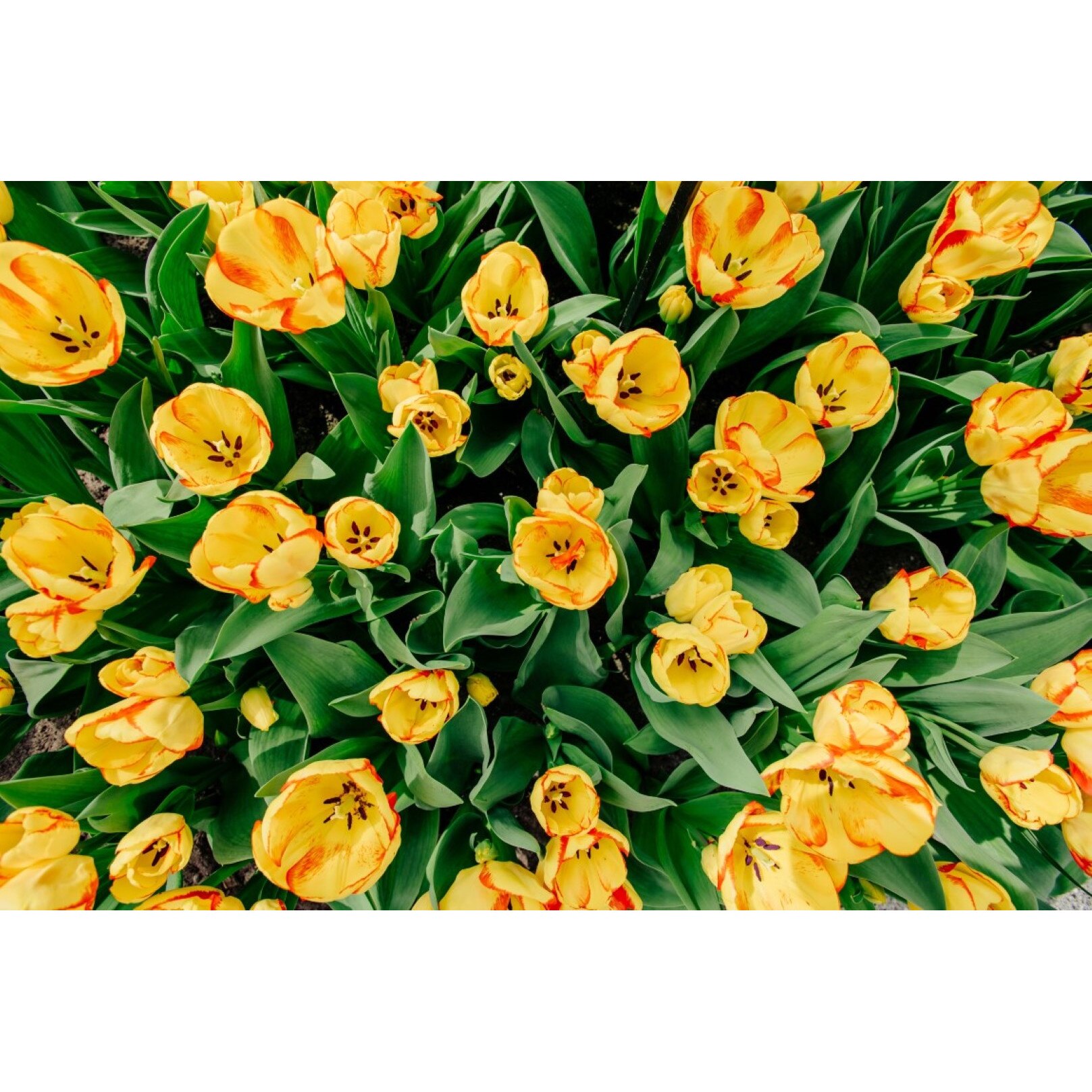 Tablou canvas Flori112, 105 x 70 cm