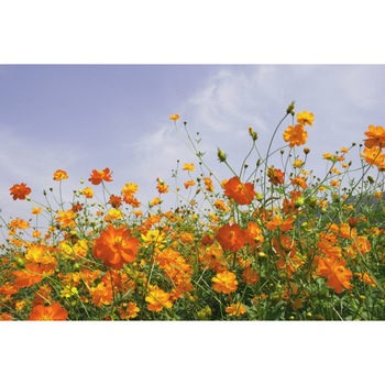 Tablou canvas Flori86, 45 x 30 cm Tablou canvas Flori86, 45 x 30 cm