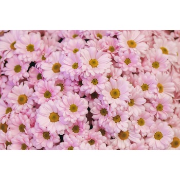 Tablou canvas Flori89, 60 x 40 cm Tablou canvas Flori89, 60 x 40 cm