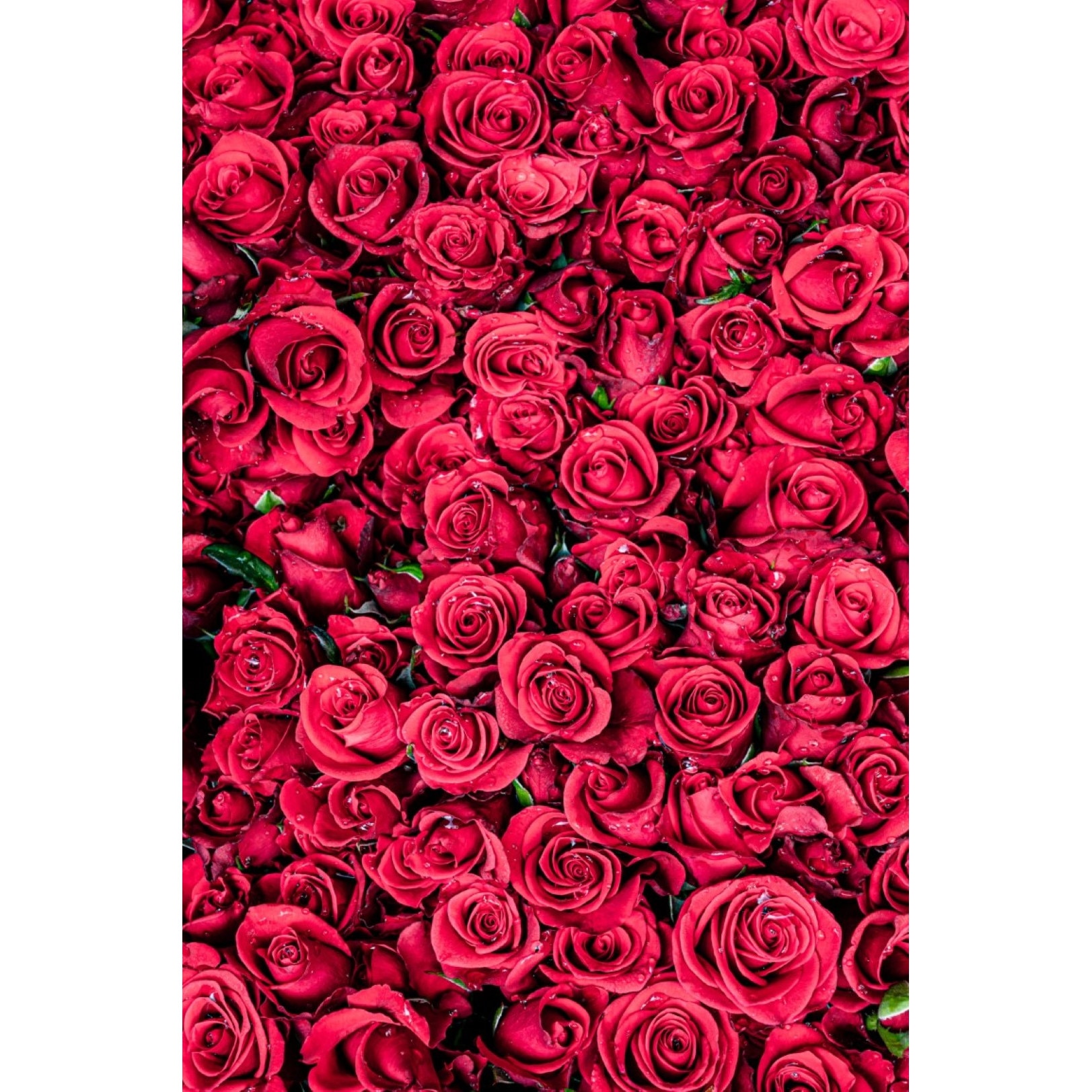 Tablou canvas Flori81, 70 x 105 cm