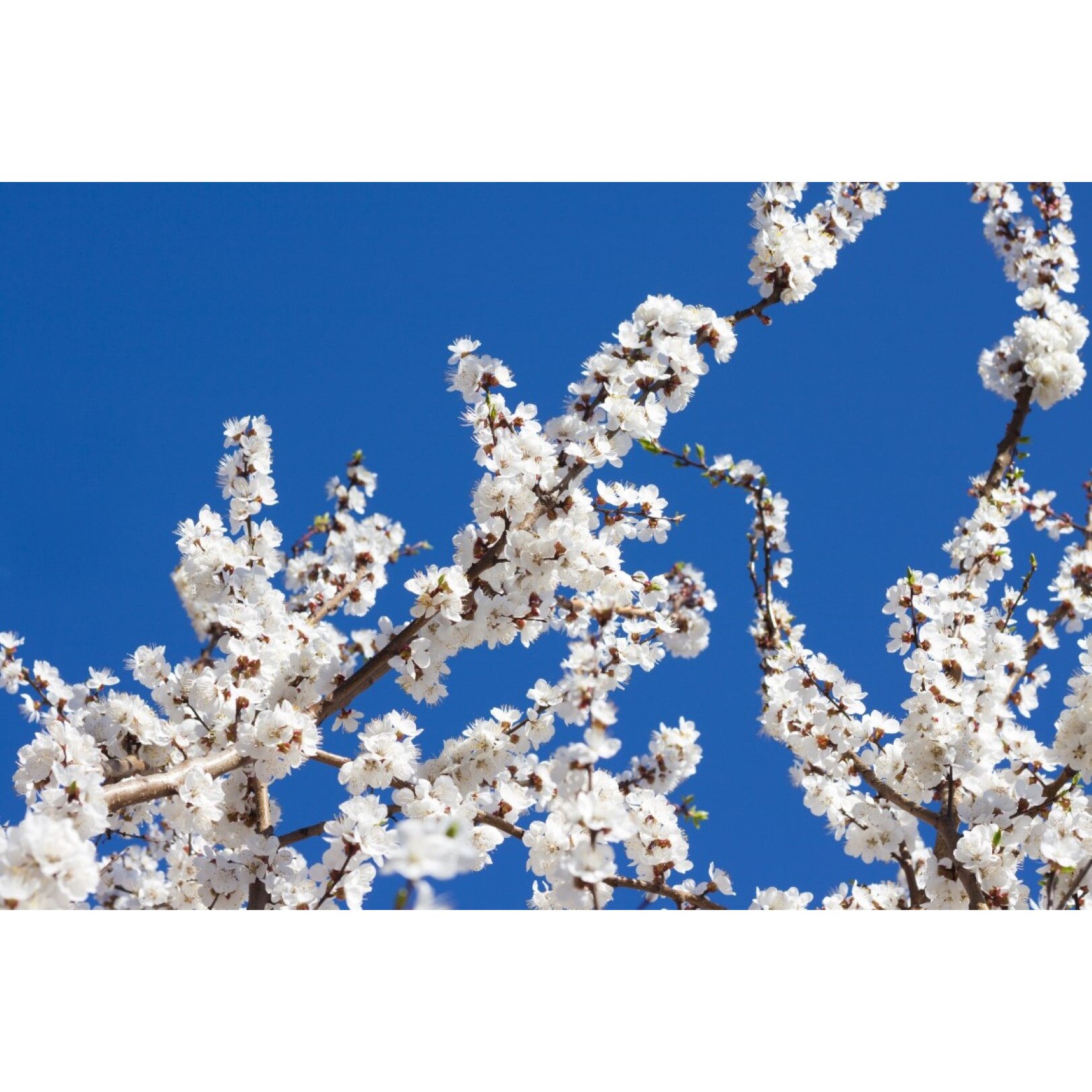 Tablou canvas Flori103, 105 x 70 cm