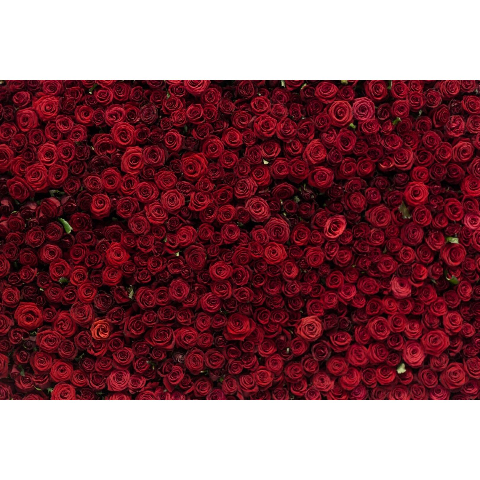 Tablou canvas Flori143, 105 x 70 cm