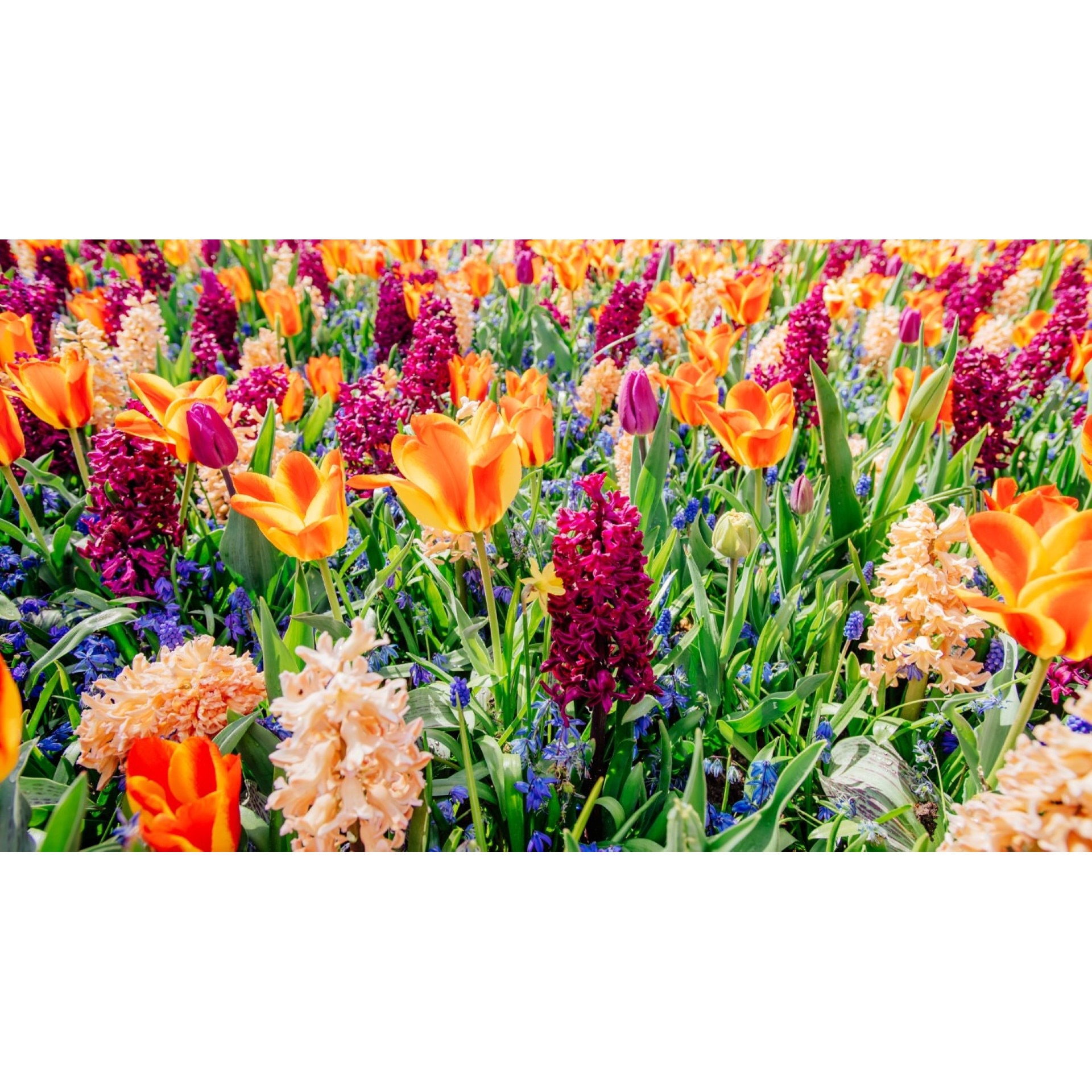 Tablou canvas Flori125, 90 x 60 cm