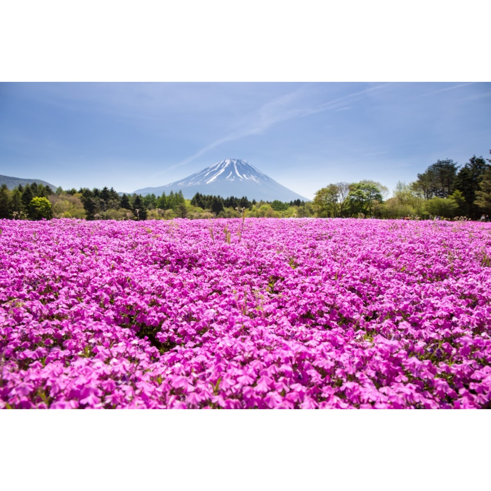 Tablou canvas Flori80, 60 x 40 cm