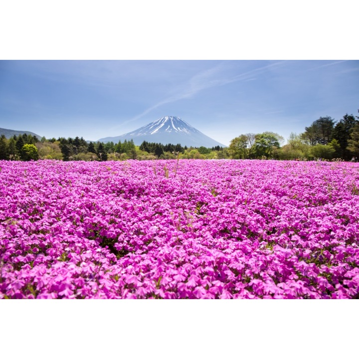 Fototapet Flori80, 300 x 200 cm