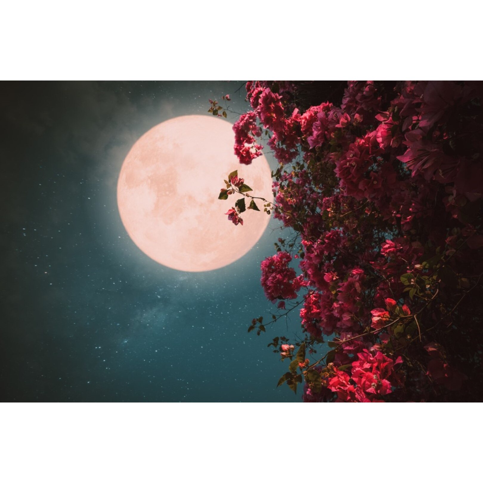 Tablou canvas Flori109, 60 x 90 cm