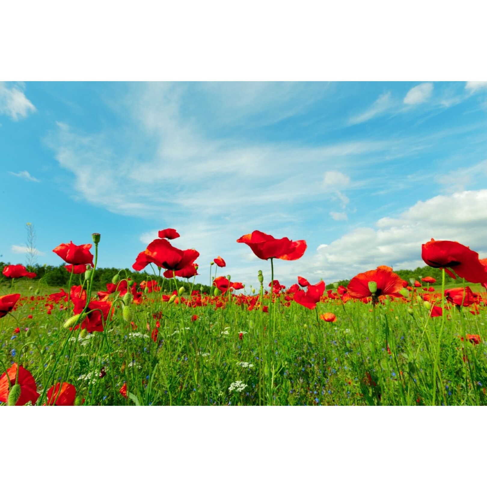 Tablou canvas Flori118, 60 x 40 cm