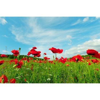 Tablou canvas Flori118, 75 x 50 cm Tablou canvas Flori118, 75 x 50 cm