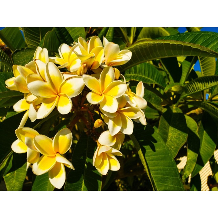 Blueback MAT Nyomtatott tapéta, virágok, 250 x 200 cm