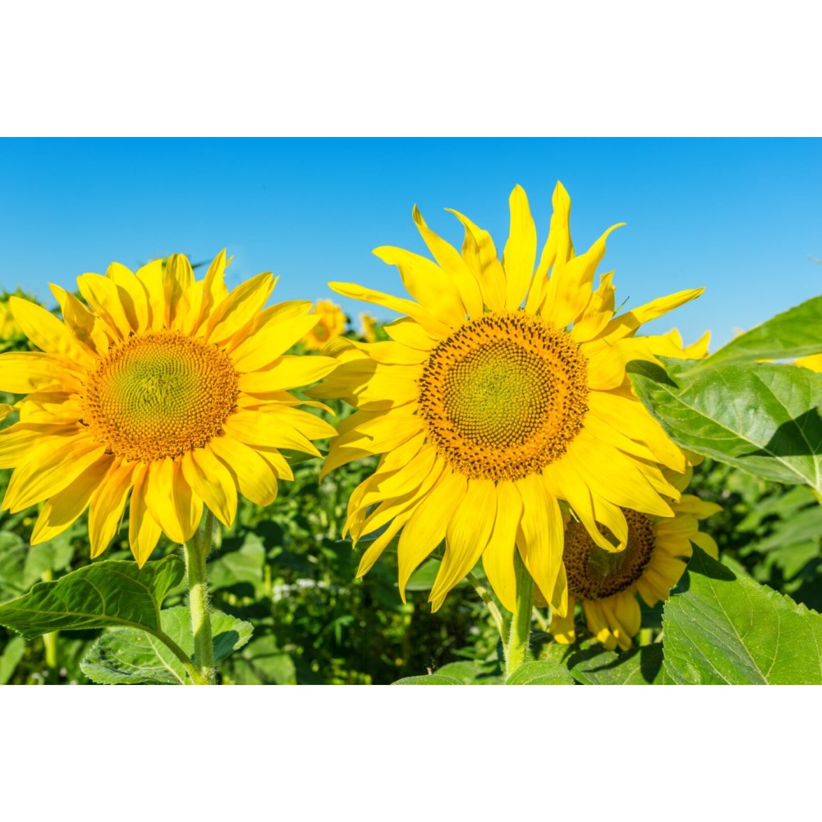 Tablou canvas Flori139, 45 x 30 cm