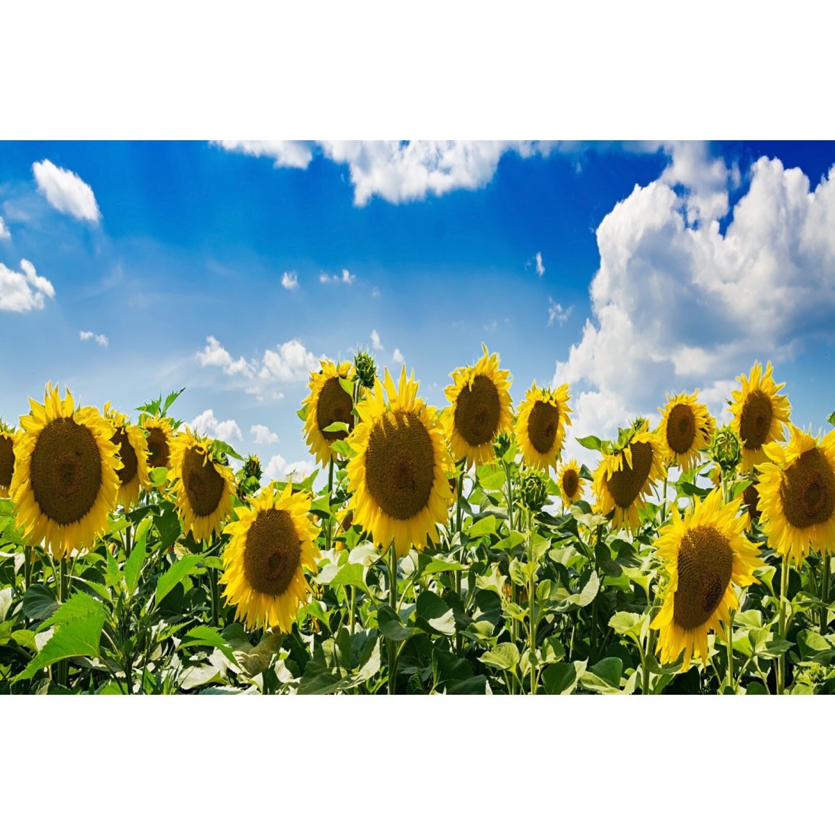 Tablou canvas Flori134, 60 x 40 cm