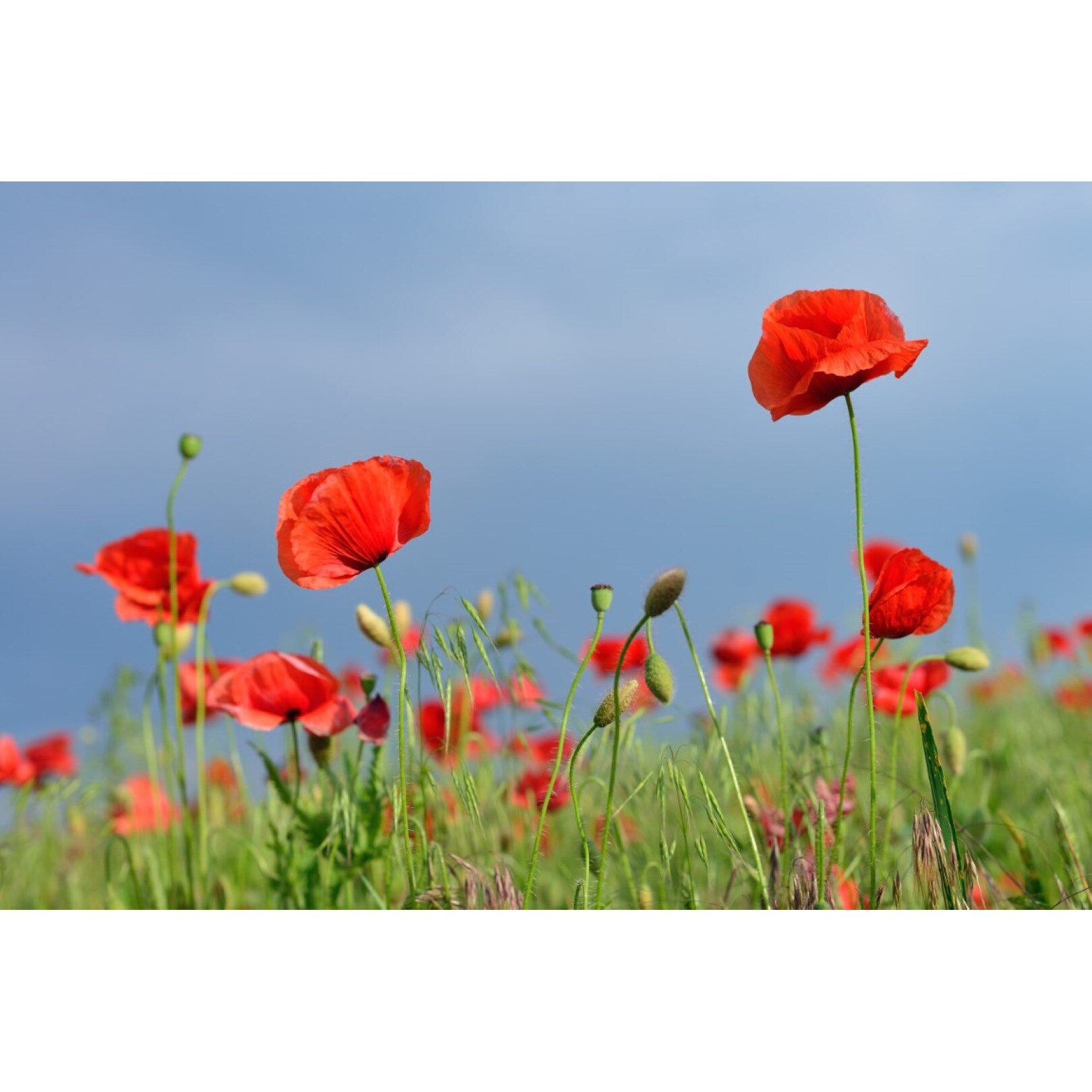 Tablou canvas Flori30, 105 x 70 cm