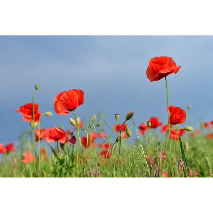 Fototapet de perete autoadeziv si lavabil Flori30, 220 x 135 cm