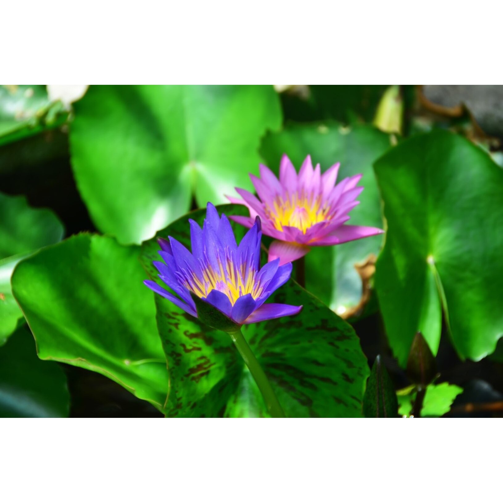 Tablou canvas Flori106, 60 x 40 cm