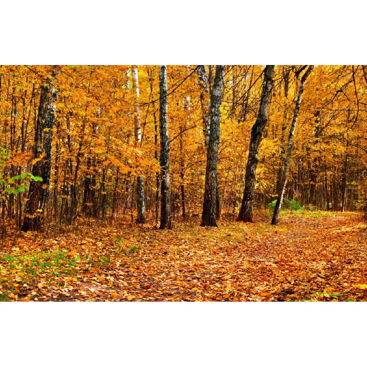 Tablou canvas Padure41, 105 x 70 cm