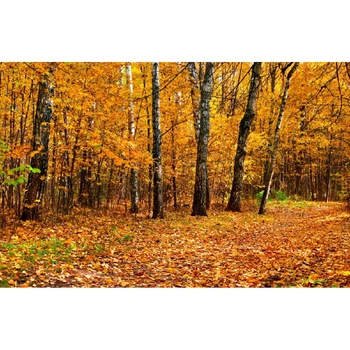 Tablou canvas Padure41, 45 x 30 cm Tablou canvas Padure41, 45 x 30 cm