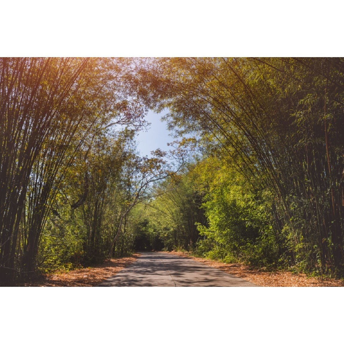 Tablou canvas Padure48, 105 x 70 cm