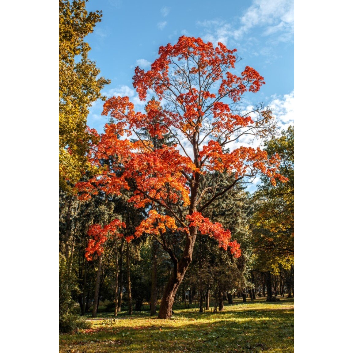 Tablou canvas Padure51, 70 x 105 cm