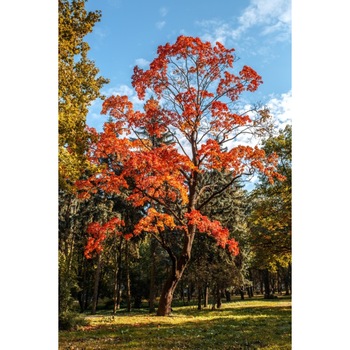 Tablou canvas Padure51, 40 x 60 cm Tablou canvas Padure51, 40 x 60 cm