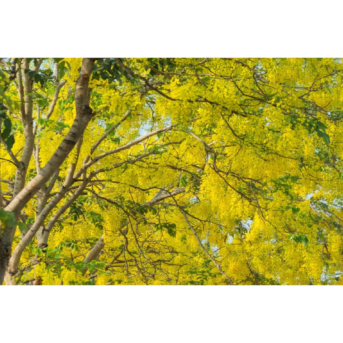 Tablou canvas Padure39, 105 x 70 cm