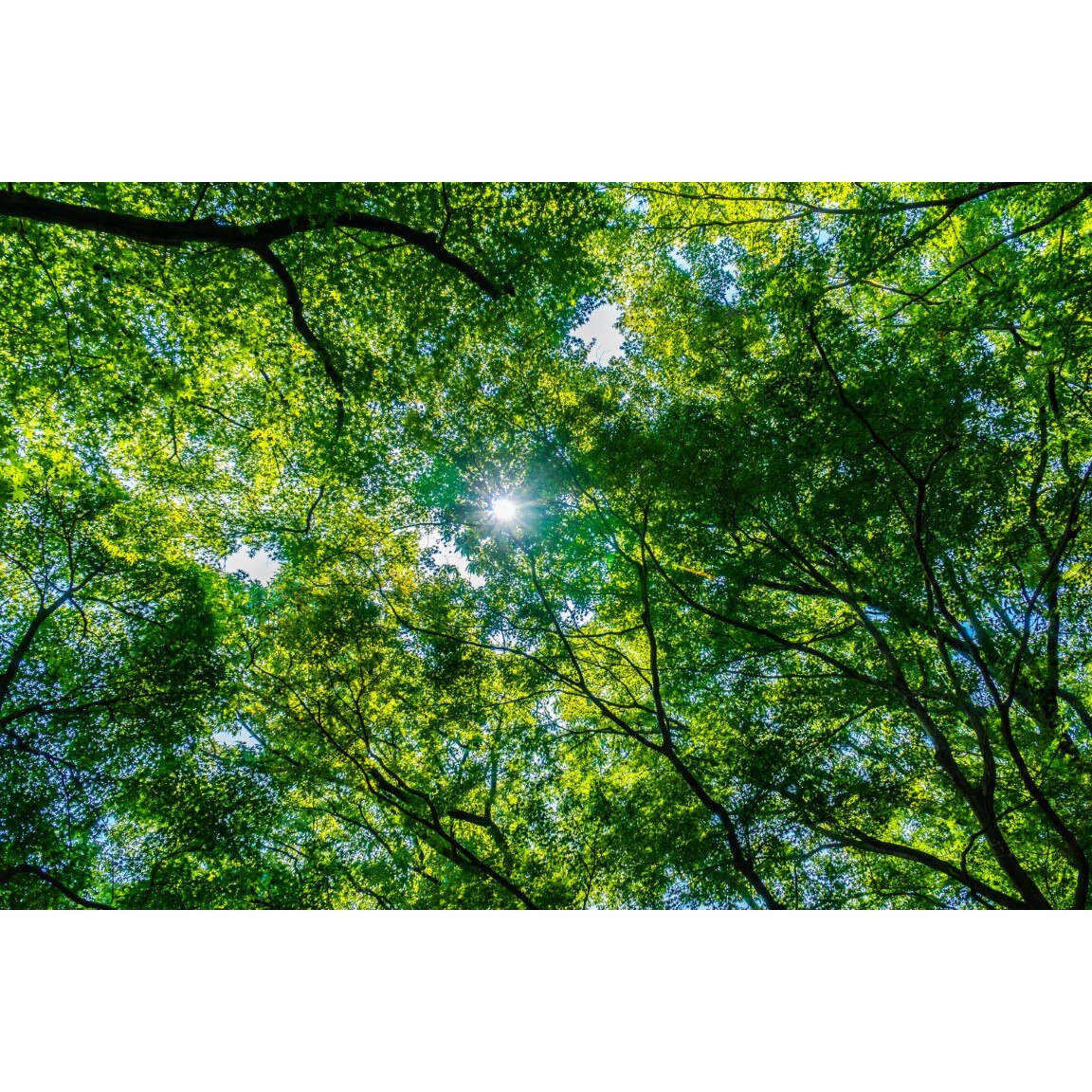 Tablou canvas Padure32, 105 x 70 cm