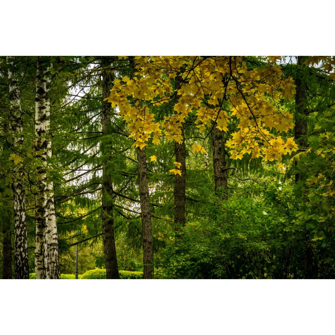 Tablou canvas Padure14, 105 x 70 cm