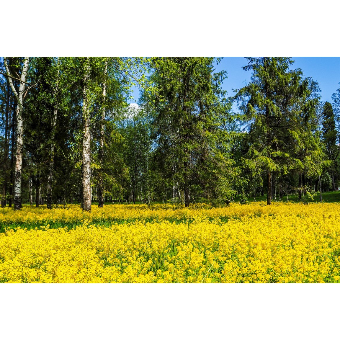 Tablou canvas Padure7, 75 x 50 cm