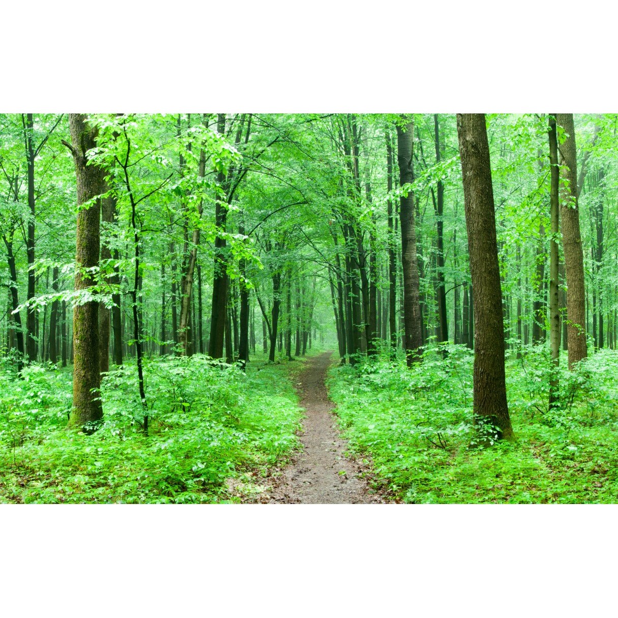 Tablou canvas Padure16, 75 x 50 cm