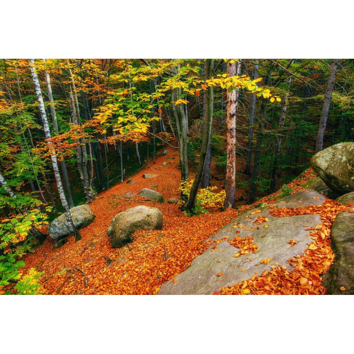 Tablou canvas Padure20, 75 x 50 cm