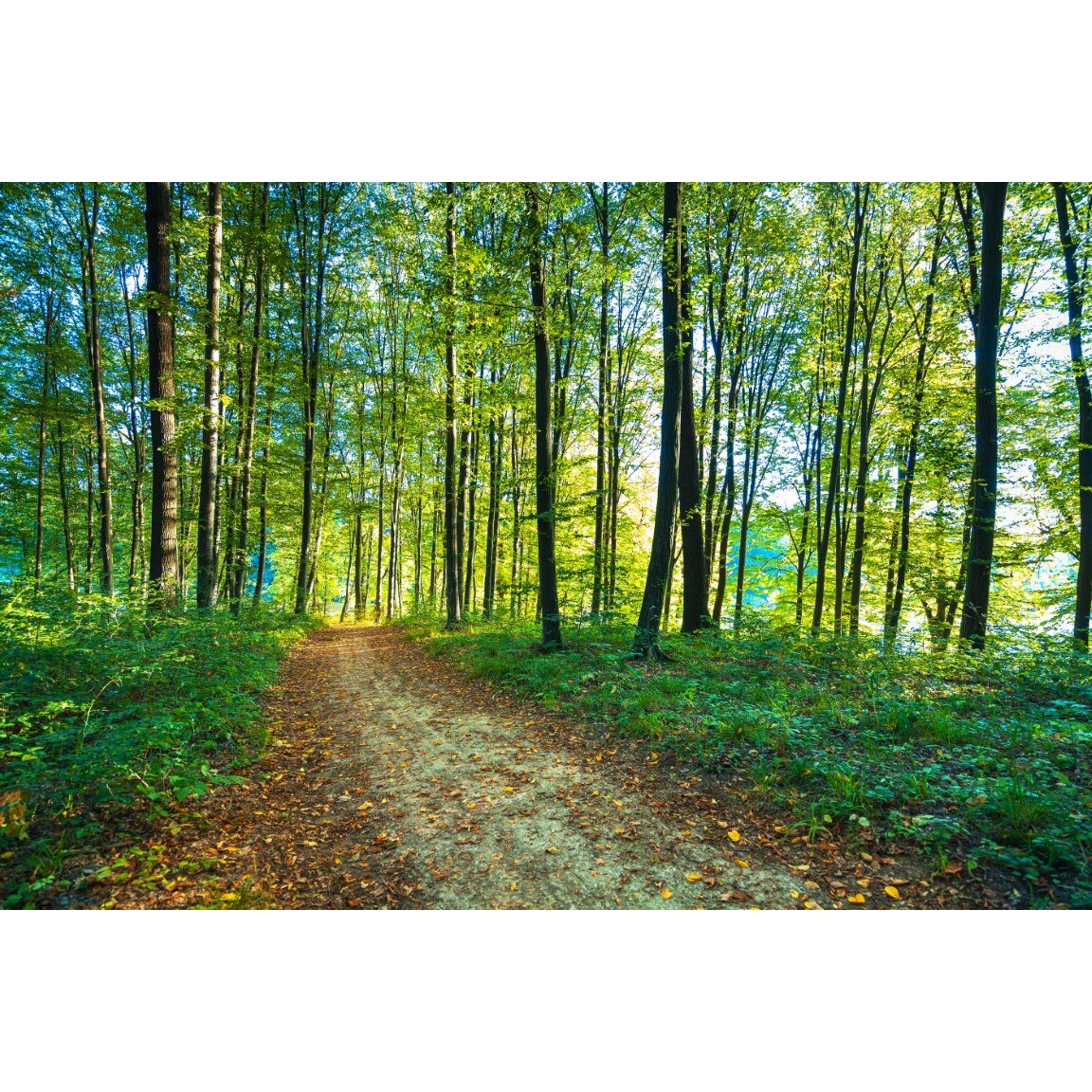 Tablou canvas Padure15, 105 x 70 cm