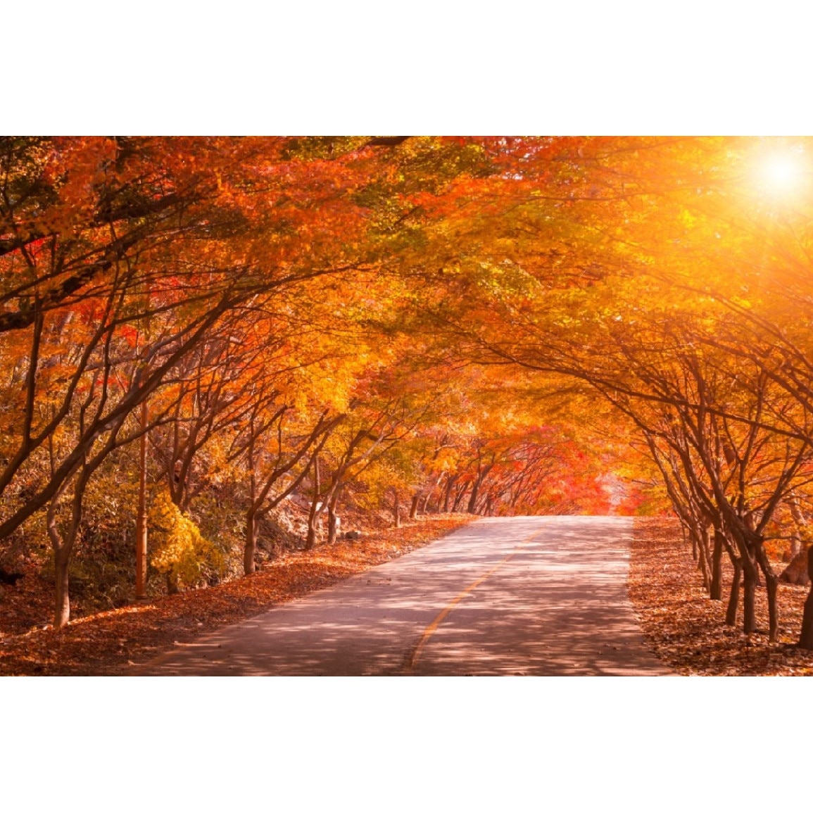 Tablou canvas Padure37, 75 x 50 cm