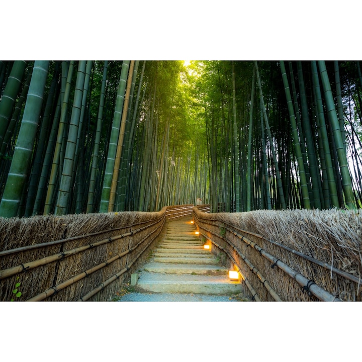 Media Nyomtatott tapéta, ösvény a bambusz erődben, 270 x 200 cm