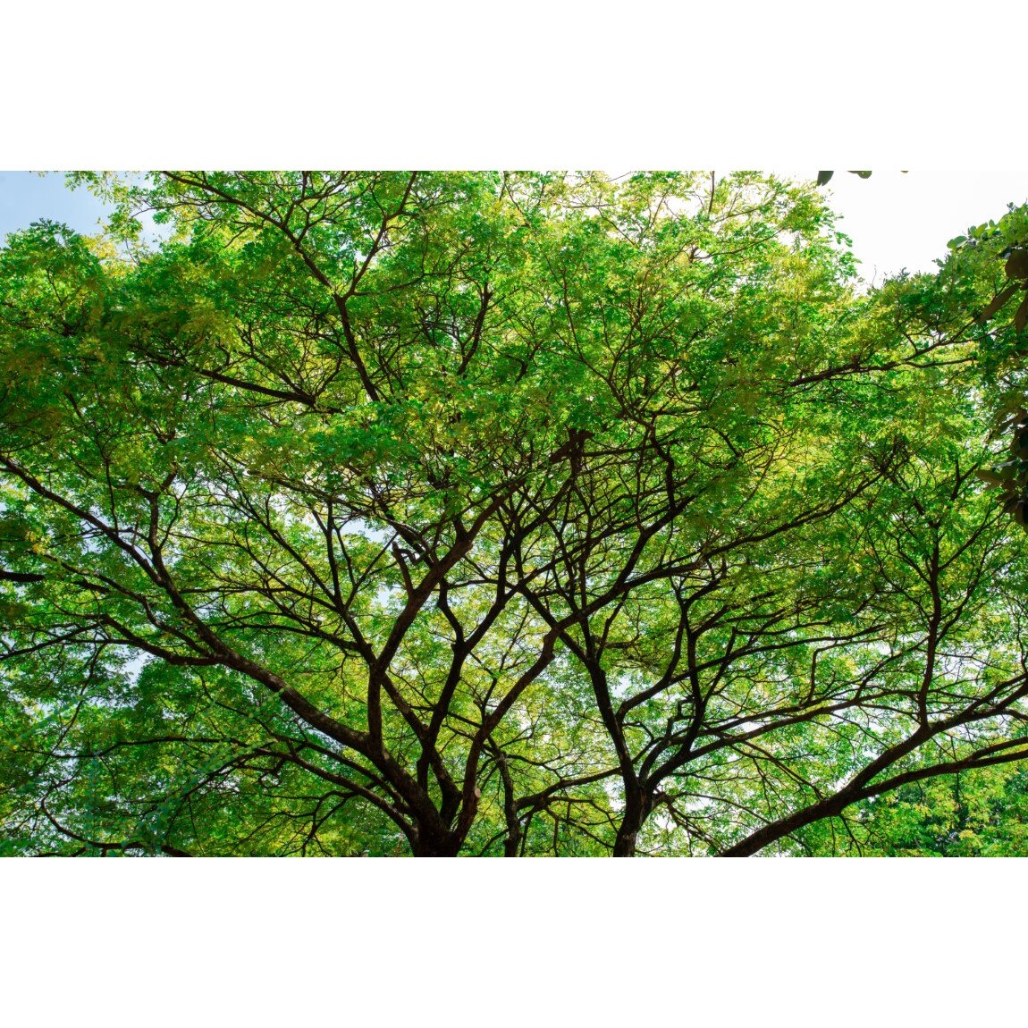 Tablou canvas Padure3, 105 x 70 cm