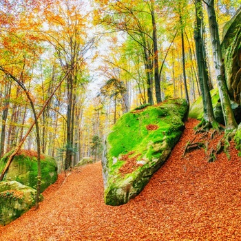 Tablou canvas Padure29, 75 x 75 cm Tablou canvas Padure29, 75 x 75 cm