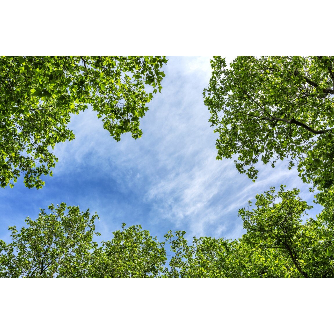 Tablou canvas Padure1, 105 x 70 cm